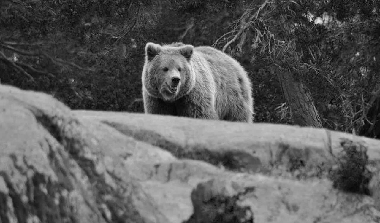 Tuvaletten çıkan adamın ayıyla boğuşması şirketleri harekete geçirdi: Ayı sigortası geliyor