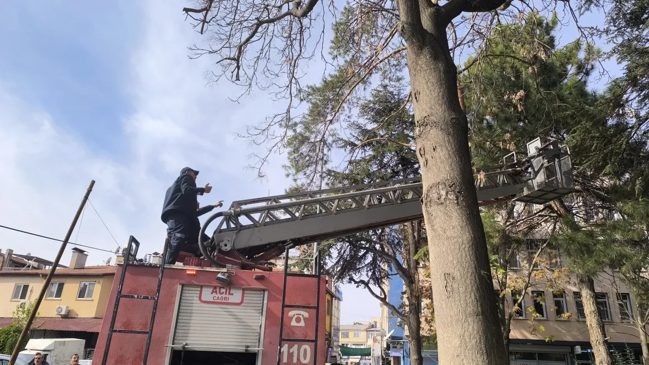 Ağaçta mahsur kalan kedi ilginç bir yöntemle kurtarıldı