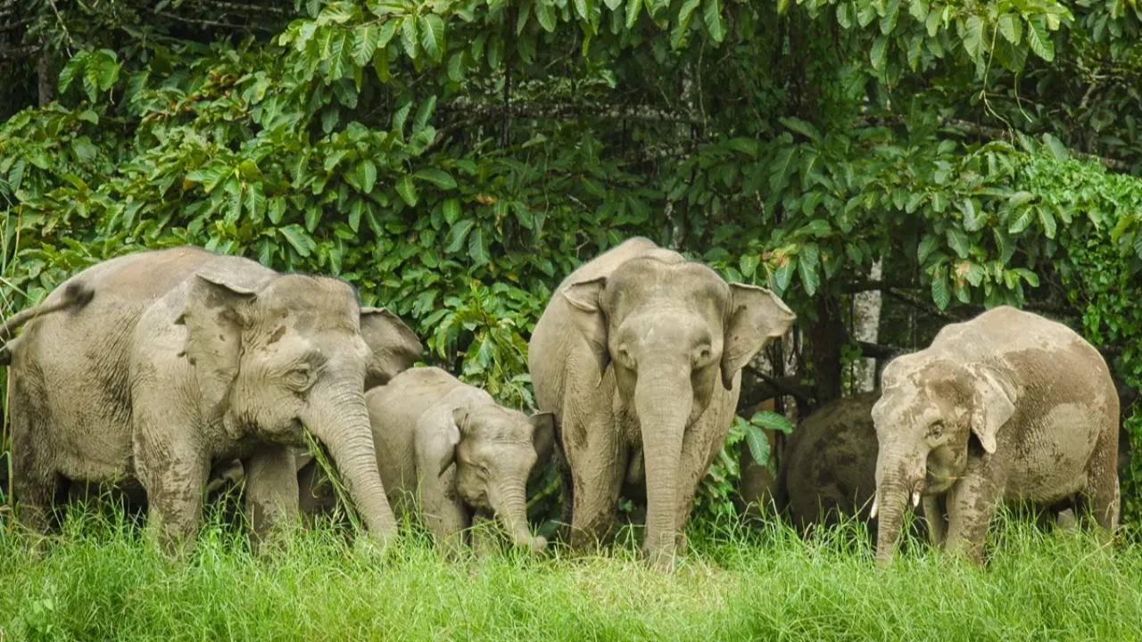 Geride bıraktıkları arkadaşları fil sürüsünün saldırısında ezilerek hayatını kaybetti