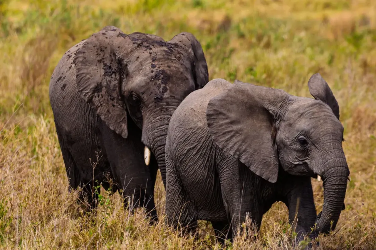 Geride bıraktıkları arkadaşları fil sürüsünün saldırısında ezilerek hayatını kaybetti