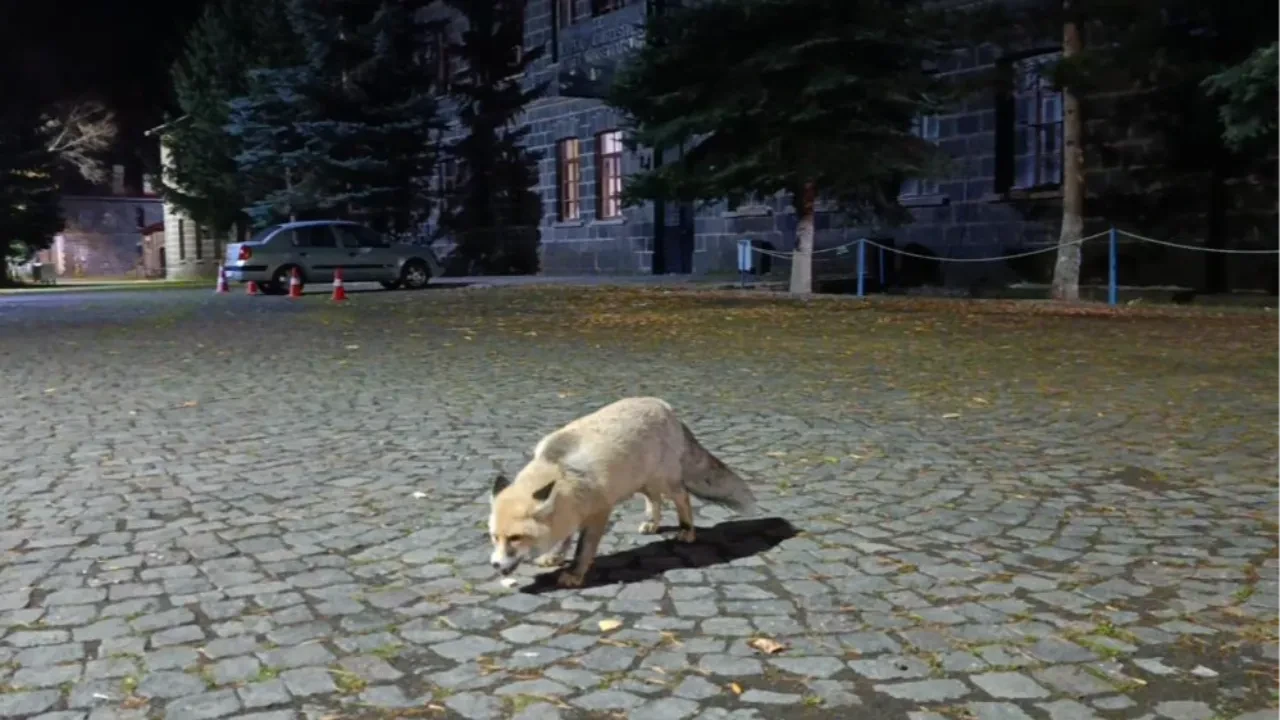 Gülümseten dostluk! Aç tilkiyi bisküviyle doyurdu