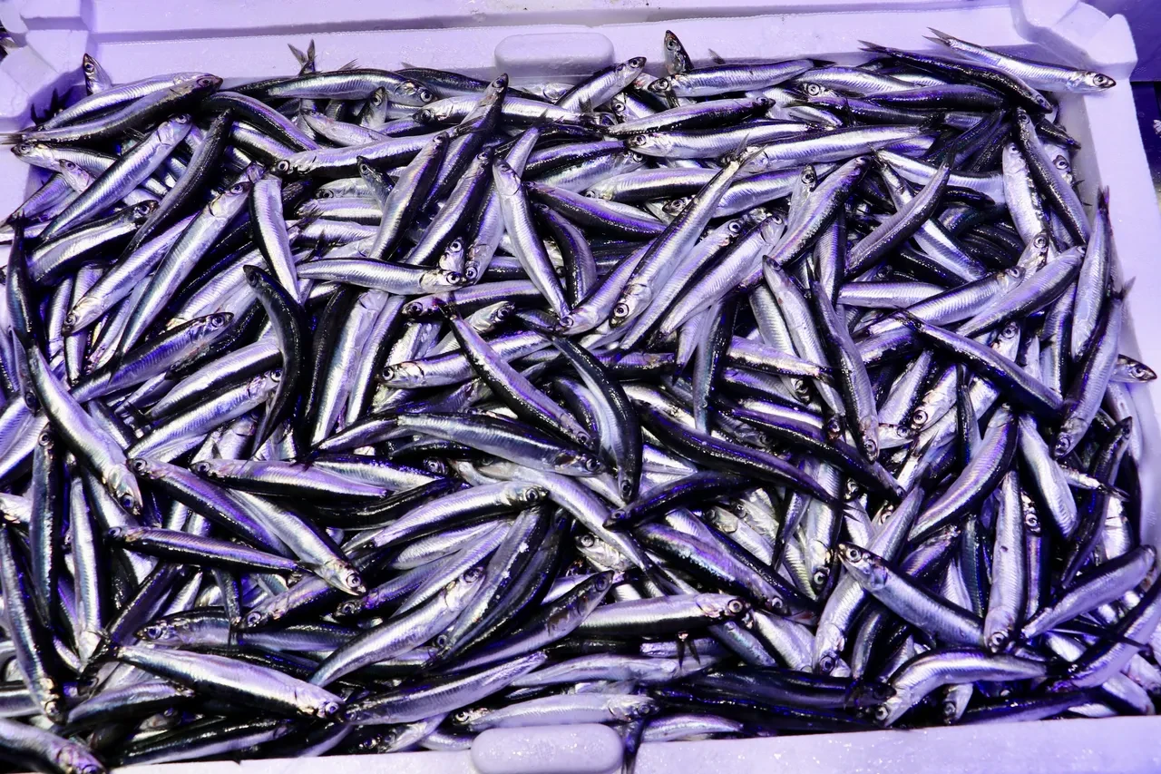 Hamsi çıktığı zaman  bütün balıklar susar! Fiyatlar iyice düştü