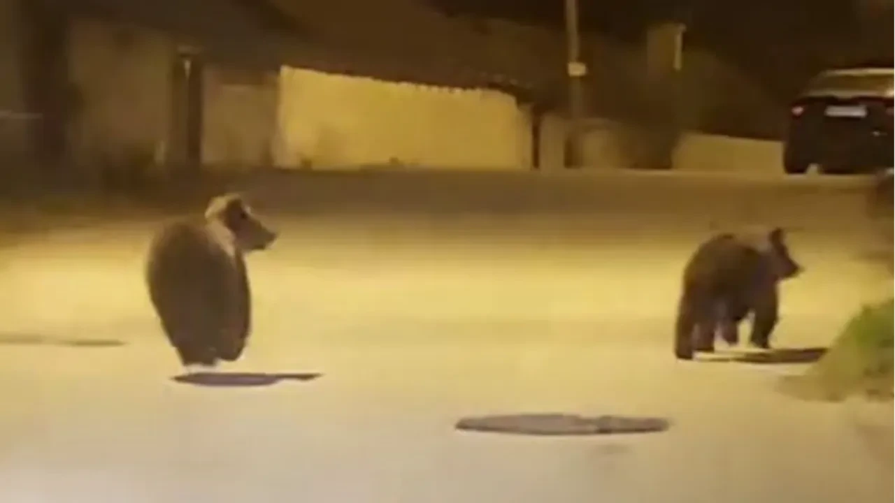 Karabük sokaklarında sürpriz görüntü! Koşu yapan ayılar kamerada