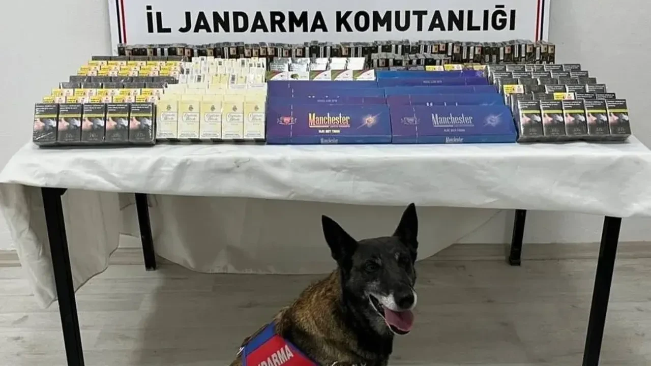 Kayseri'de jandarmanın detektör köpeği 500 paket kaçak sigara buldu