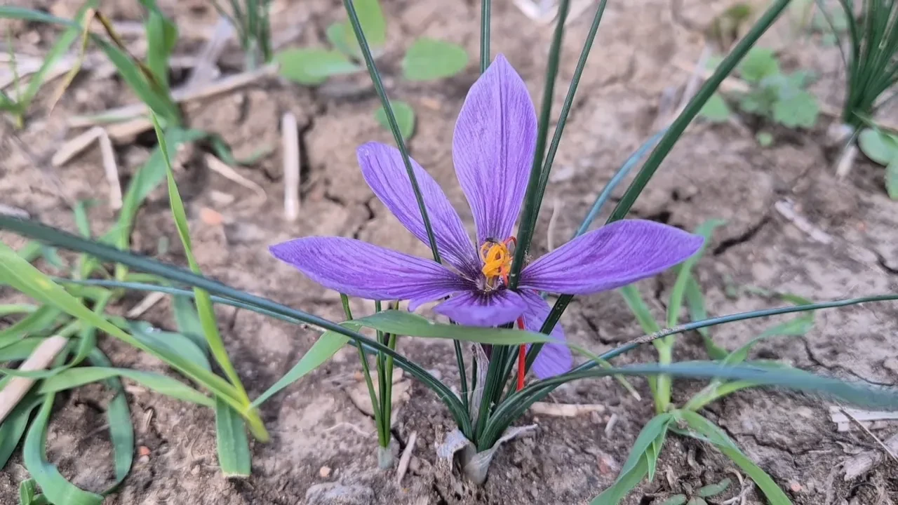 Kilosu 600 bin lirayı buldu! Baharat değil sanki altın madeni