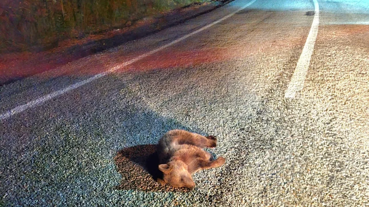 Kütahya'da yavru ayı telef oldu! Karayolunda yürek burkan anlar 