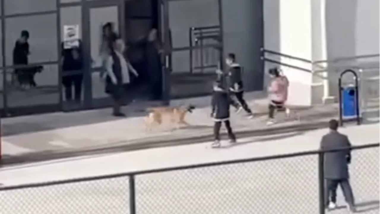 Okula giren köpek terör estirdi! Öğrencilerin çığlıkları kameralara yansıdı