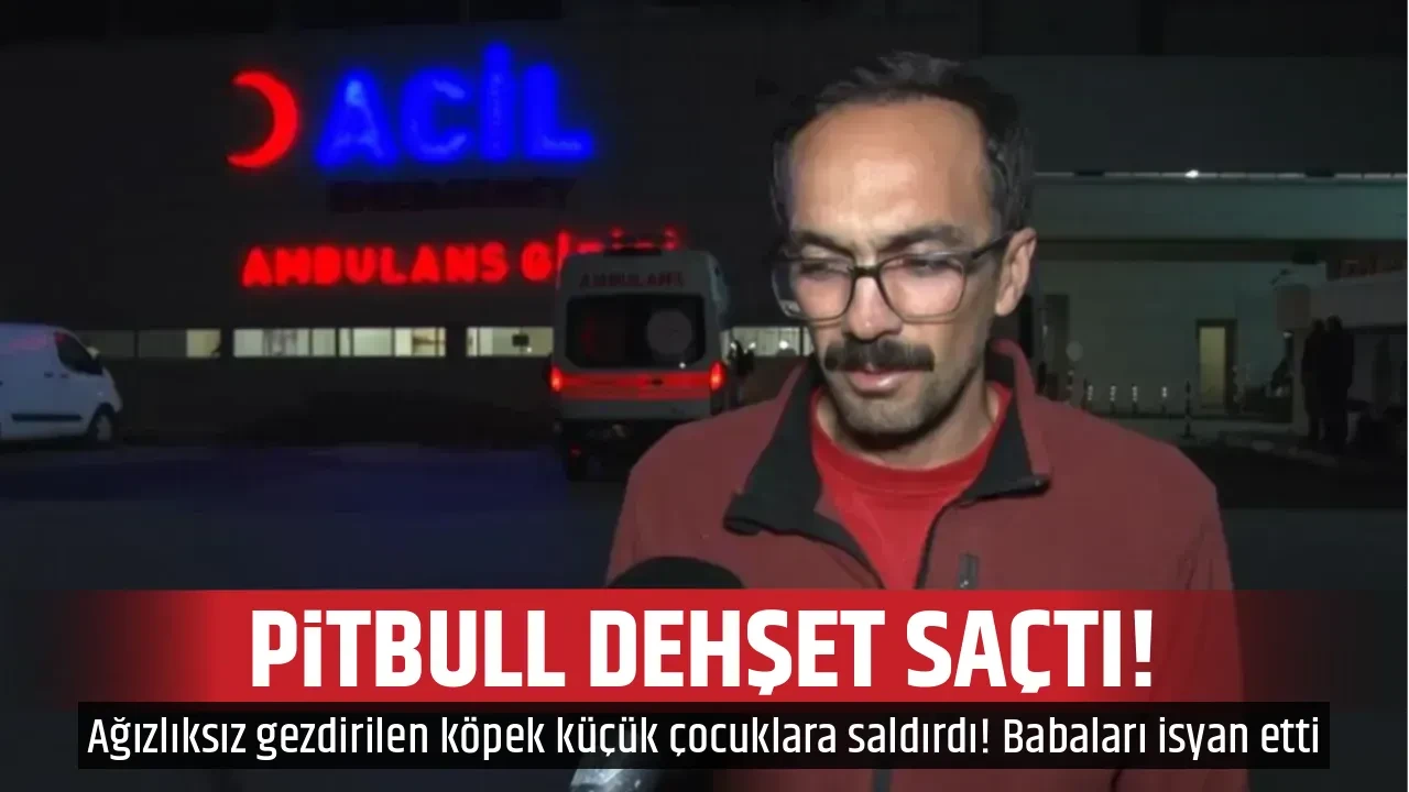 PİTBULL DEHŞET SAÇTI!