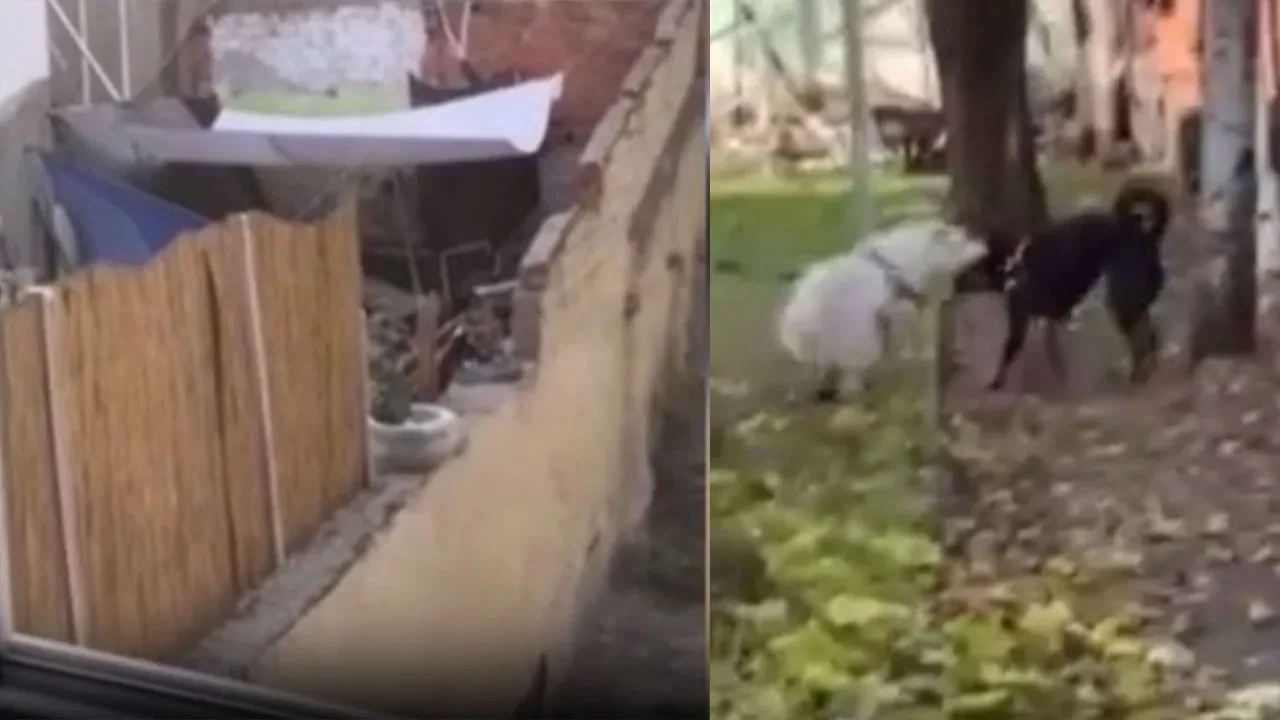 Çığlıkları görüntülere yansıdı! Köpeğe eziyet eden şahıs kıskıvrak yakalandı