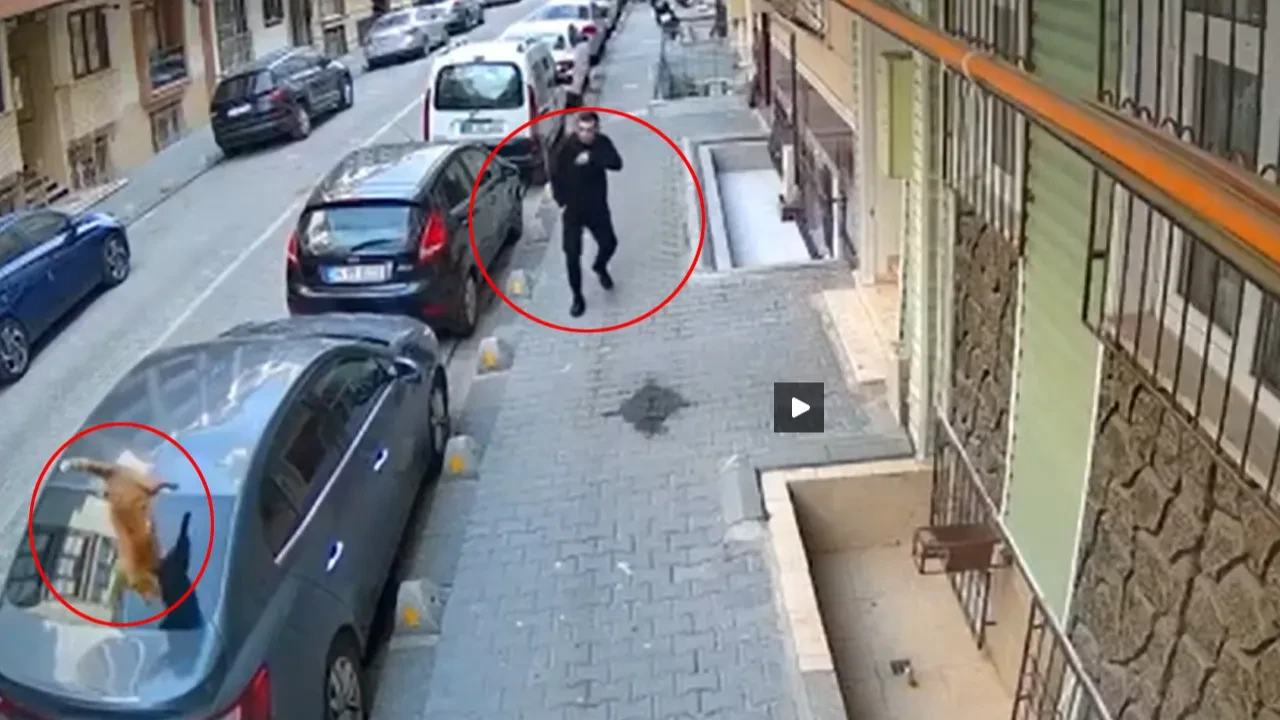 Esenyurt’ta 4. kattan arabanın tavanına düşen kedi kamerada