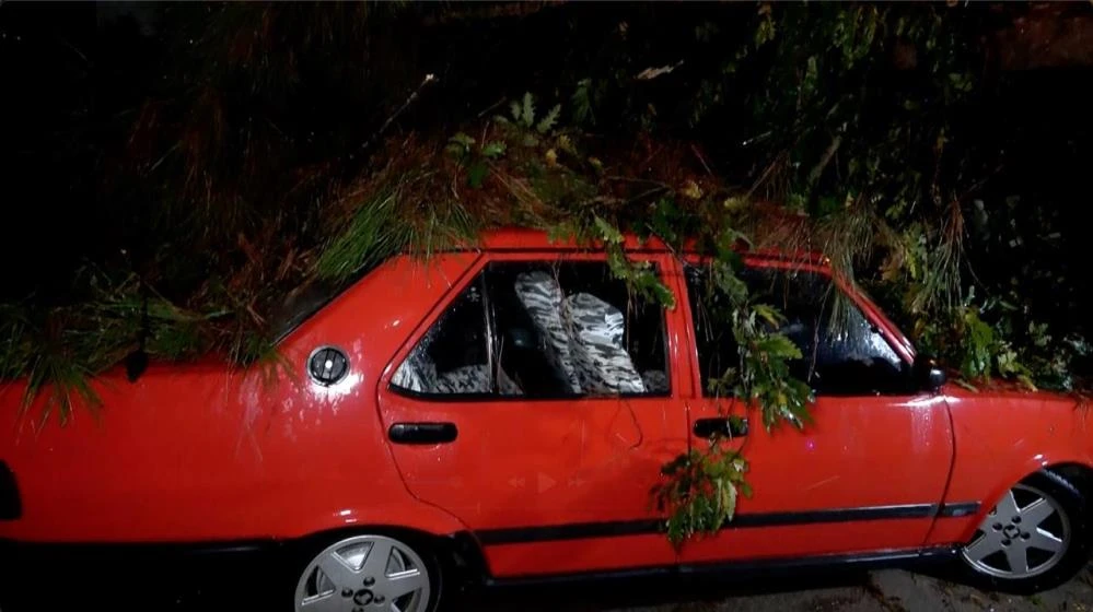 Şikayet edilmişti dinlemediler! Antalya'da fırtına dev ağacı araçların üzerine yıktı