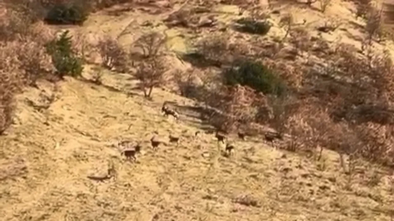 Nesli tükenme tehdidi altındaydı! Sürü halinde piknikçilere yakalandılar