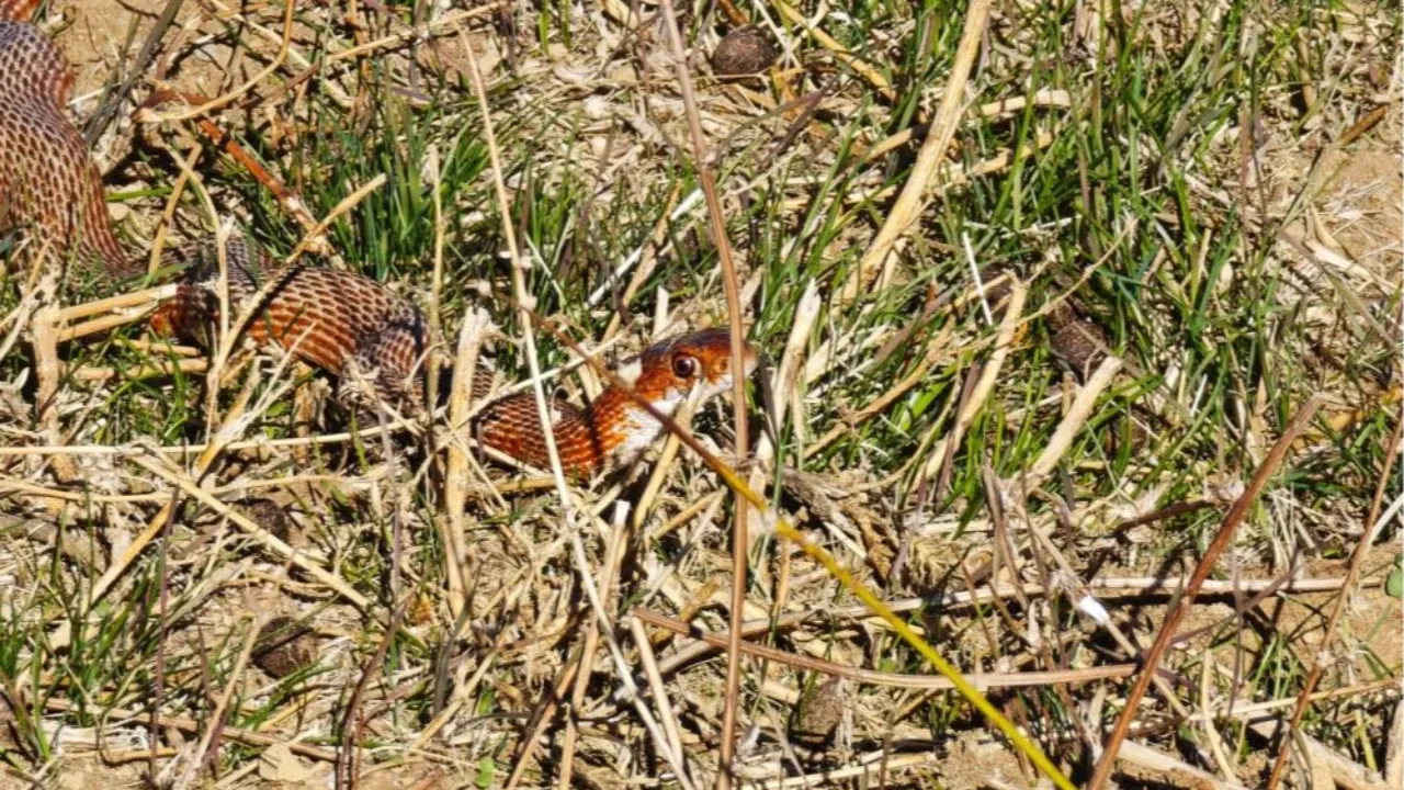 Arazide bir anda ortaya çıktı! Oldukça nadir görülüyor
