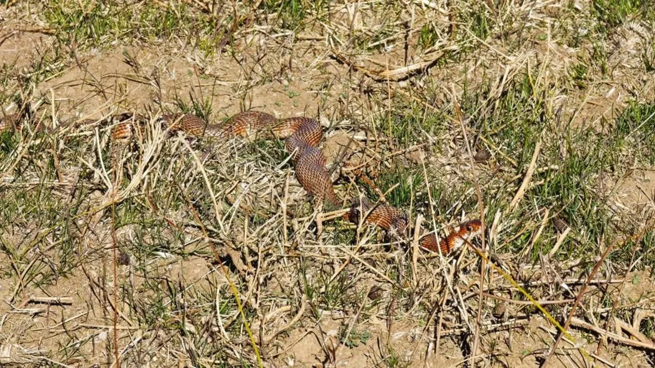 Arazide bir anda ortaya çıktı! Oldukça nadir görülüyor