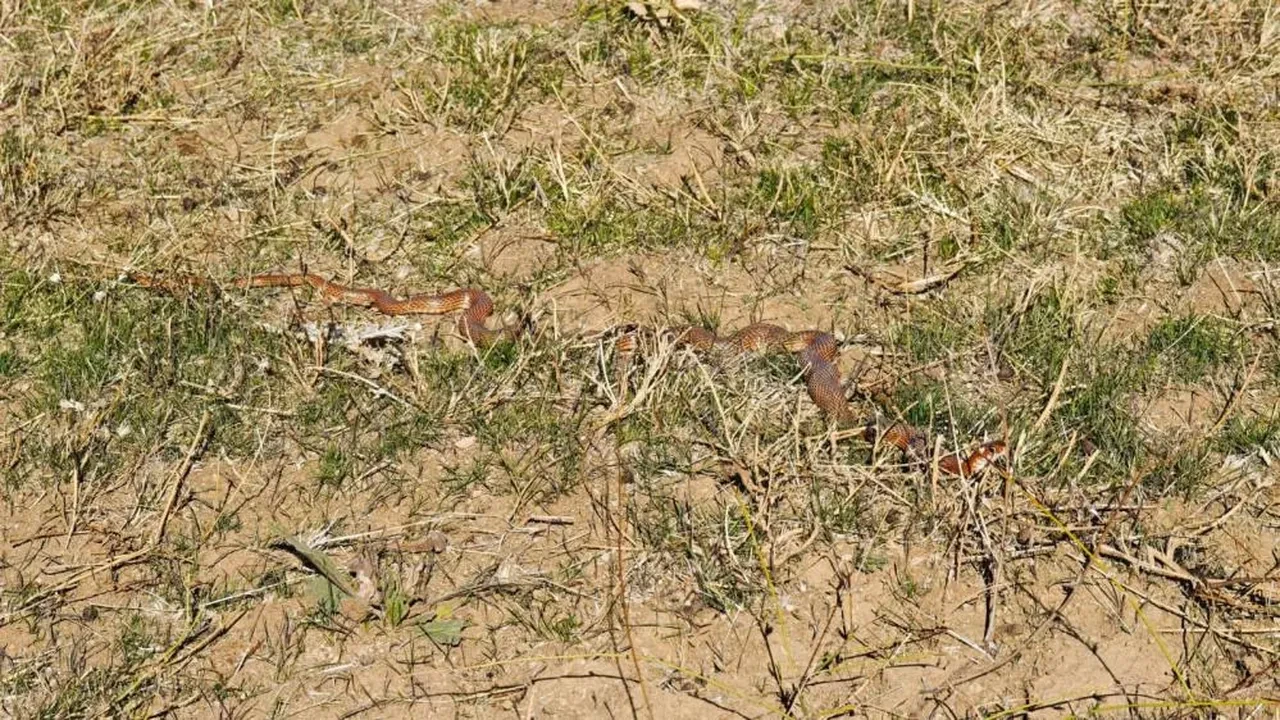 Arazide bir anda ortaya çıktı! Oldukça nadir görülüyor