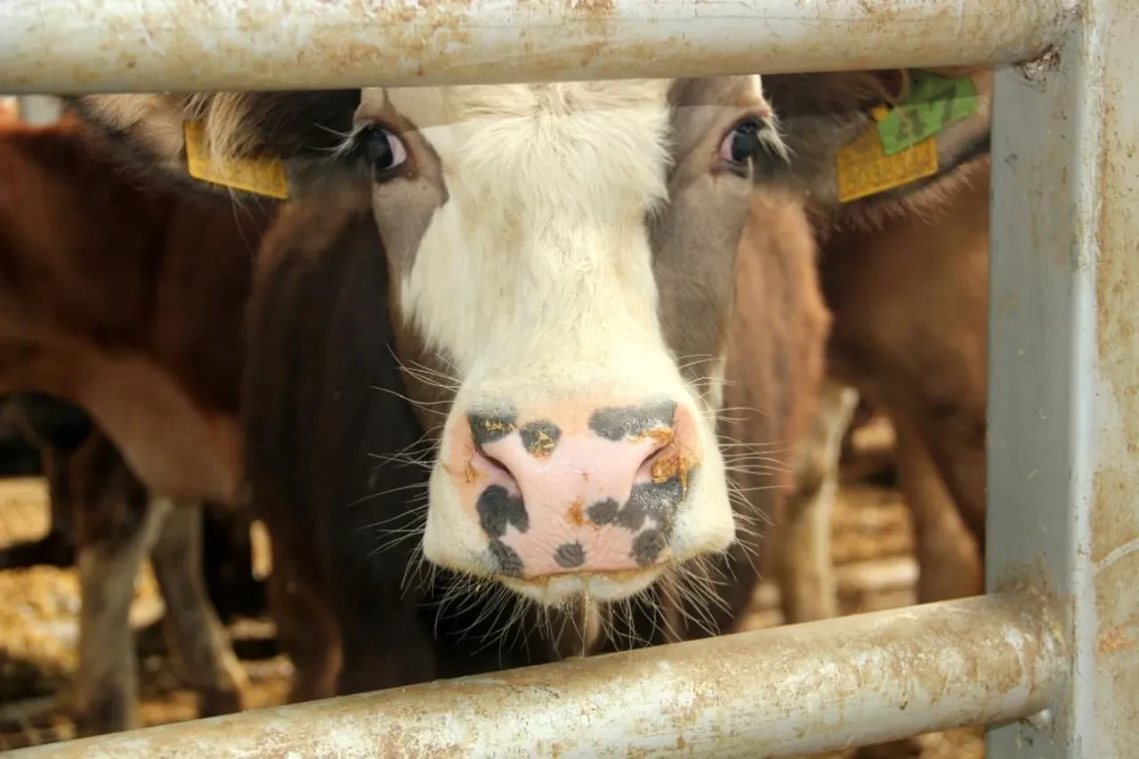Bolu'da şap alarmı: 22 bölge karantinaya alındı