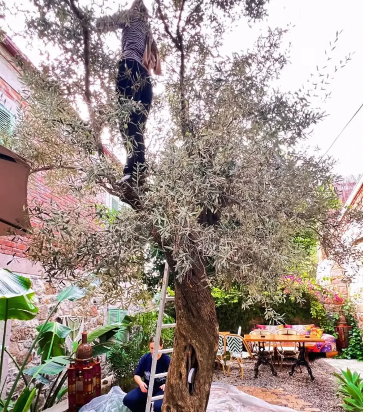 Burcu Biricik'in yeni işi şaşırttı! Önce küllük temizledi şimdi zeytin hasadında 