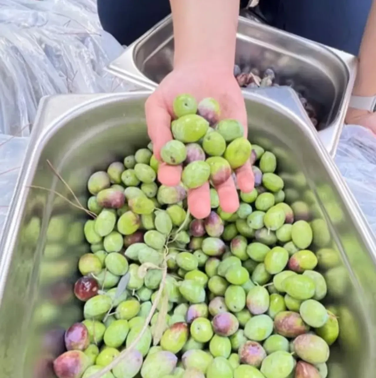 Burcu Biricik'in yeni işi şaşırttı! Önce küllük temizledi şimdi zeytin hasadında 