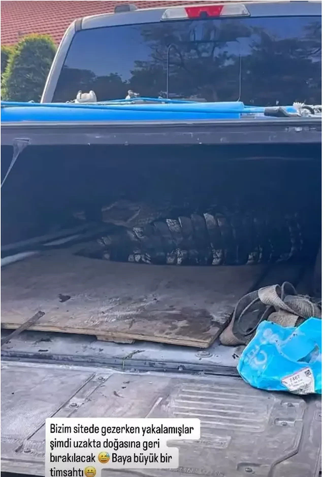 Ceyda Ateş oturduğu sitede yakalanan timsahı böyle görüntüledi