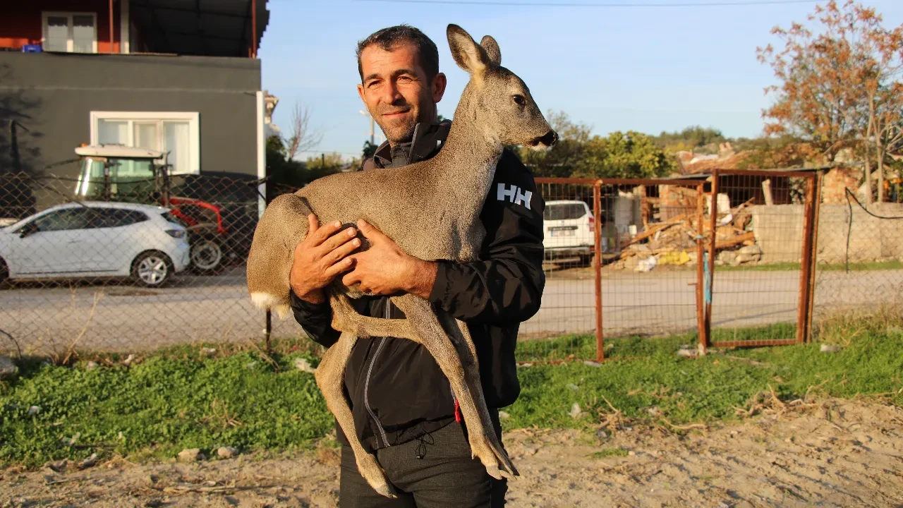 Köyün maskotu 'Ponpon'a' muhtar sahip çıktı: 'Karaca'ya evimde bakıyorum, o artık evcil bir hayvan'