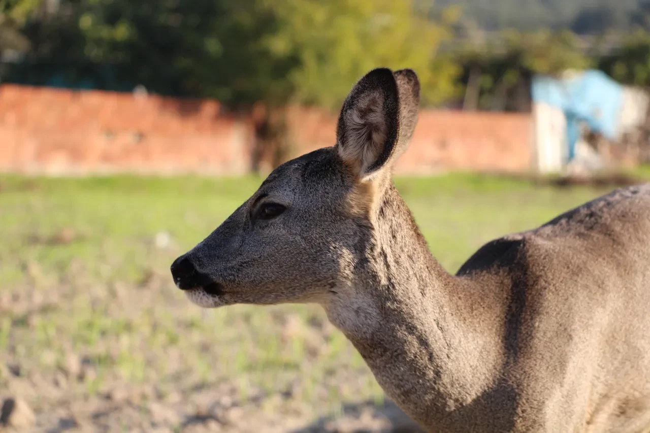 Köyün maskotu 'Ponpon'a' muhtar sahip çıktı: 'Karaca'ya evimde bakıyorum, o artık evcil bir hayvan'
