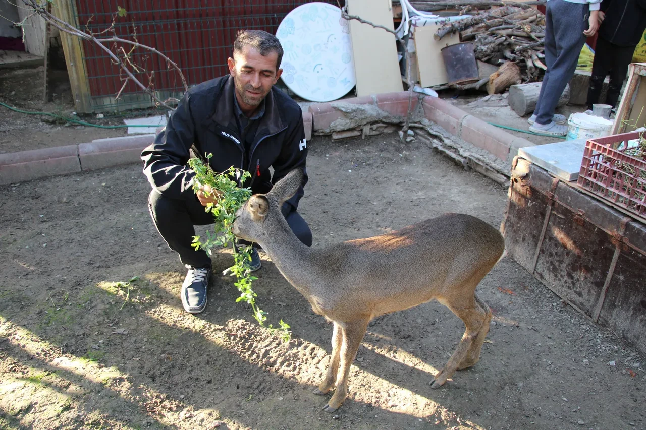 Köyün maskotu 'Ponpon'a' muhtar sahip çıktı: 'Karaca'ya evimde bakıyorum, o artık evcil bir hayvan'