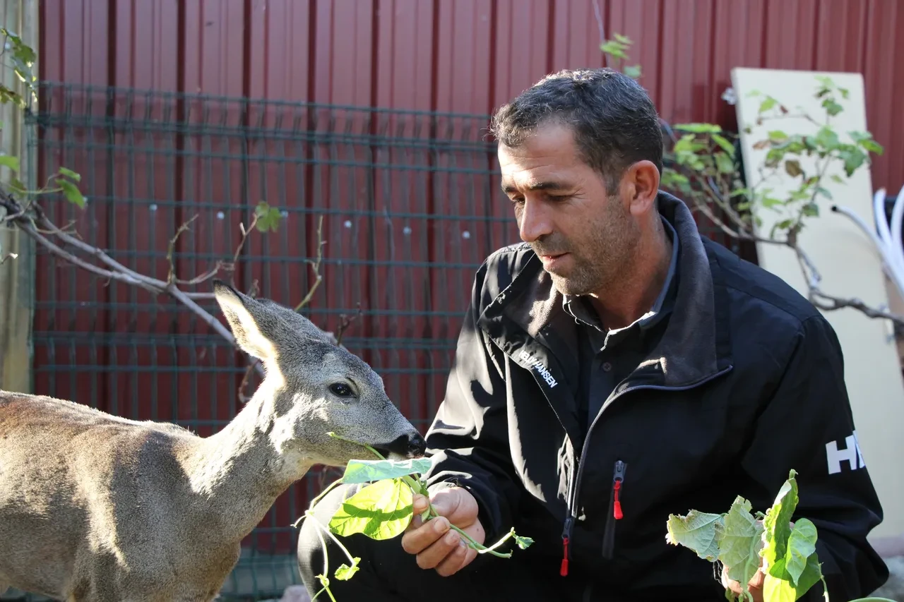 Köyün maskotu 'Ponpon'a' muhtar sahip çıktı: 'Karaca'ya evimde bakıyorum, o artık evcil bir hayvan'