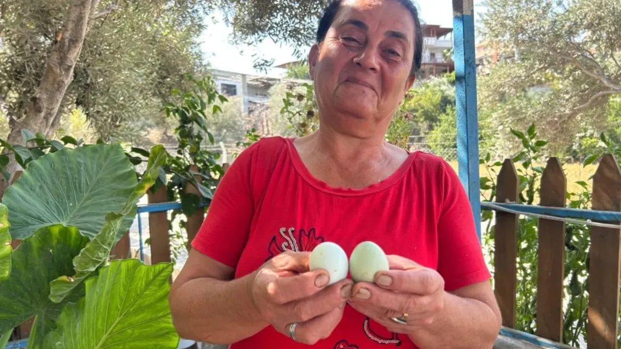 Mavi yumurta sırası! Herkes bu tavuklar yumurtlasın diye bekliyor