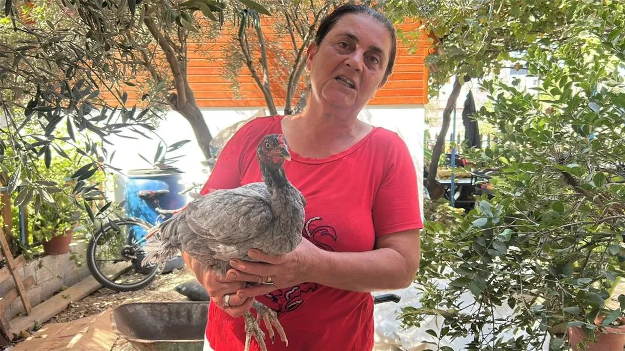 Mavi yumurta sırası! Herkes bu tavuklar yumurtlasın diye bekliyor