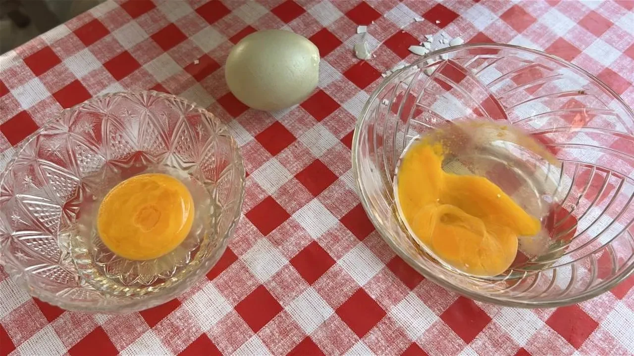 Mavi yumurta sırası! Herkes bu tavuklar yumurtlasın diye bekliyor