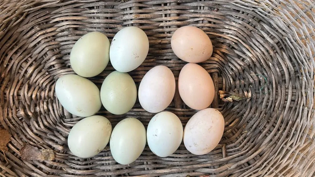 Mavi yumurta sırası! Herkes bu tavuklar yumurtlasın diye bekliyor