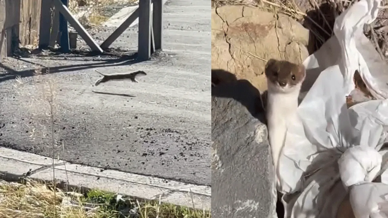 Neşeli anları kayda aldılar! Beyaz gelincik merkeze indi