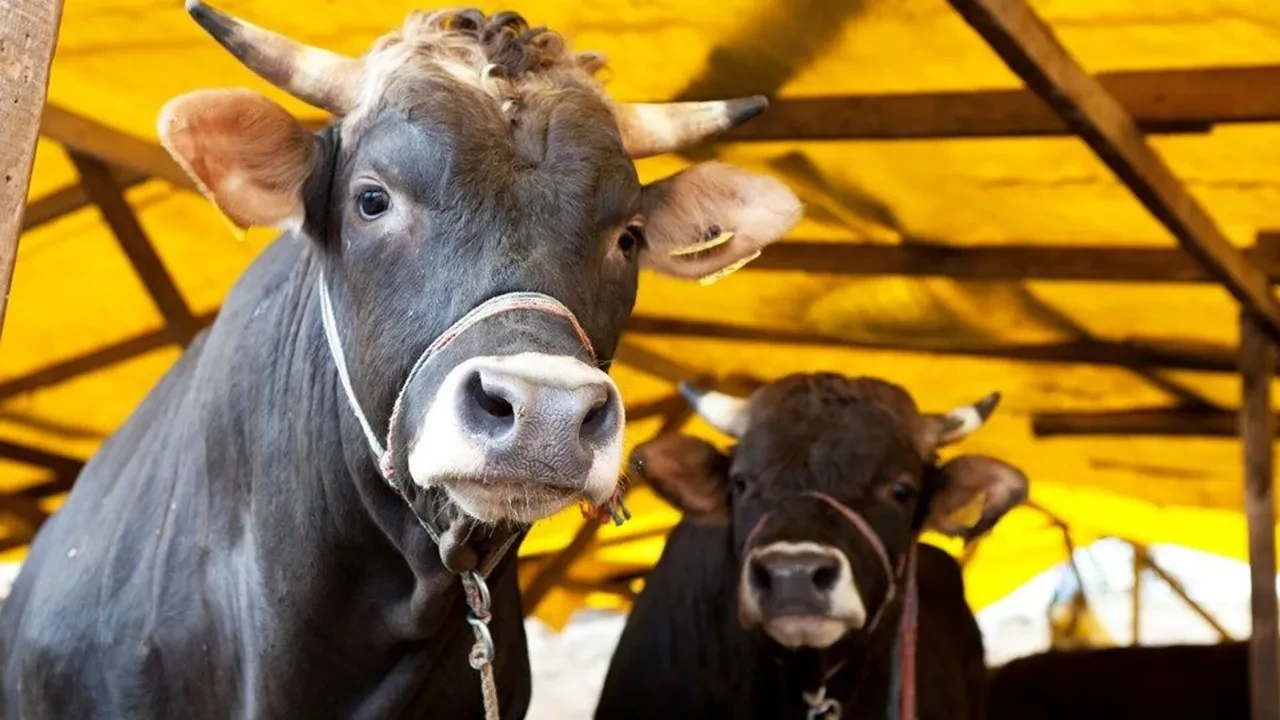  Şap hastalığı ile ilgili bakanlıktan dikkat çeken açıklama! Oran yüzde 92'ye ulaştı