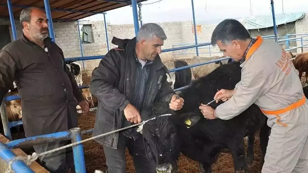  Şap hastalığı ile ilgili bakanlıktan dikkat çeken açıklama! Oran yüzde 92'ye ulaştı