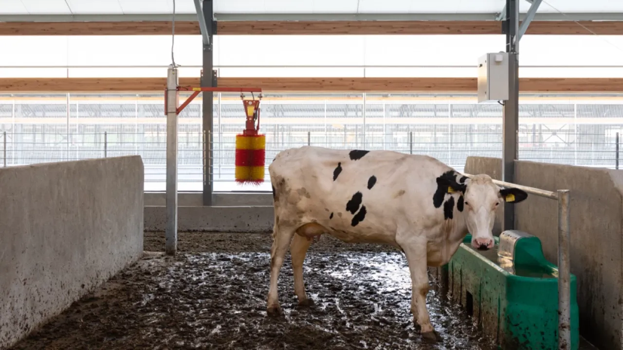  Şap hastalığı ile ilgili bakanlıktan dikkat çeken açıklama! Oran yüzde 92'ye ulaştı