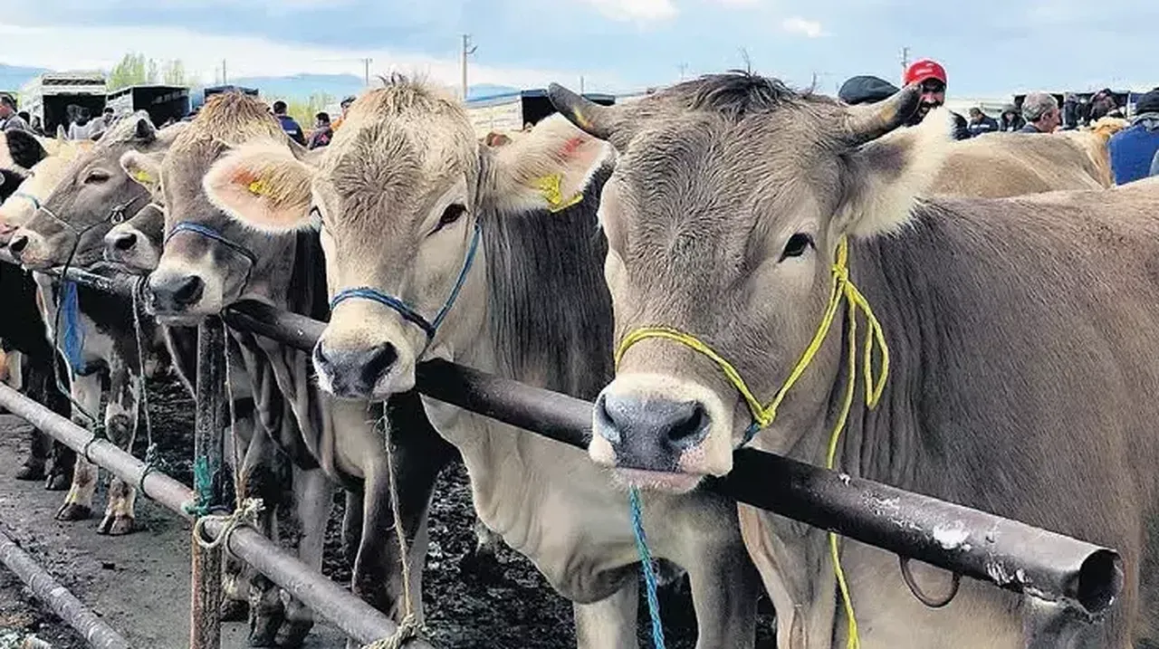  Şap hastalığı ile ilgili bakanlıktan dikkat çeken açıklama! Oran yüzde 92'ye ulaştı