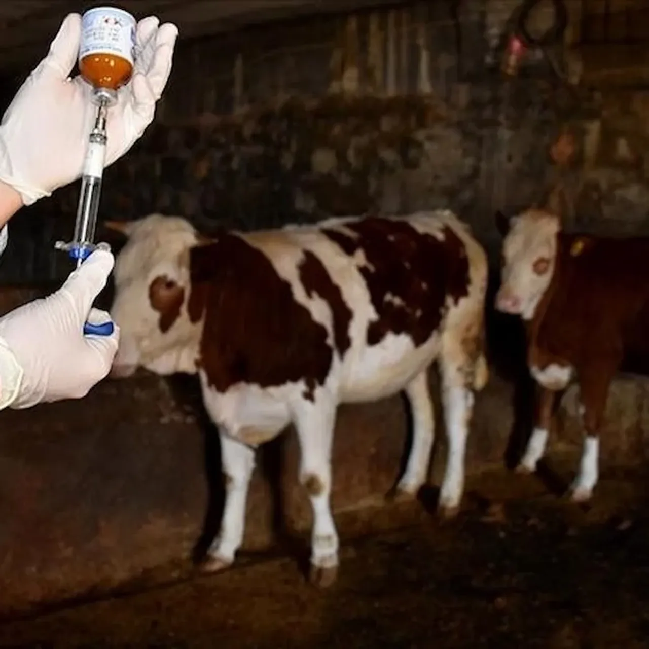  Şap hastalığı ile ilgili bakanlıktan dikkat çeken açıklama! Oran yüzde 92'ye ulaştı