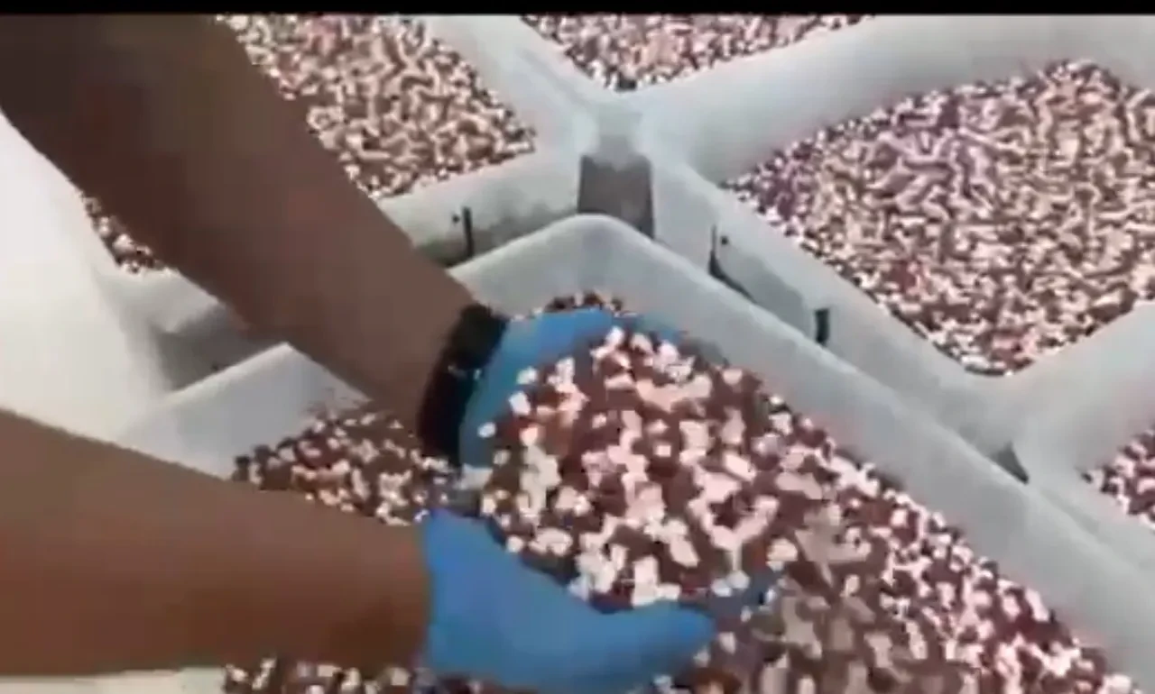 Uyuşturucu imalathanesine operasyon: Milyonlarca sentetik hap ele geçirildi