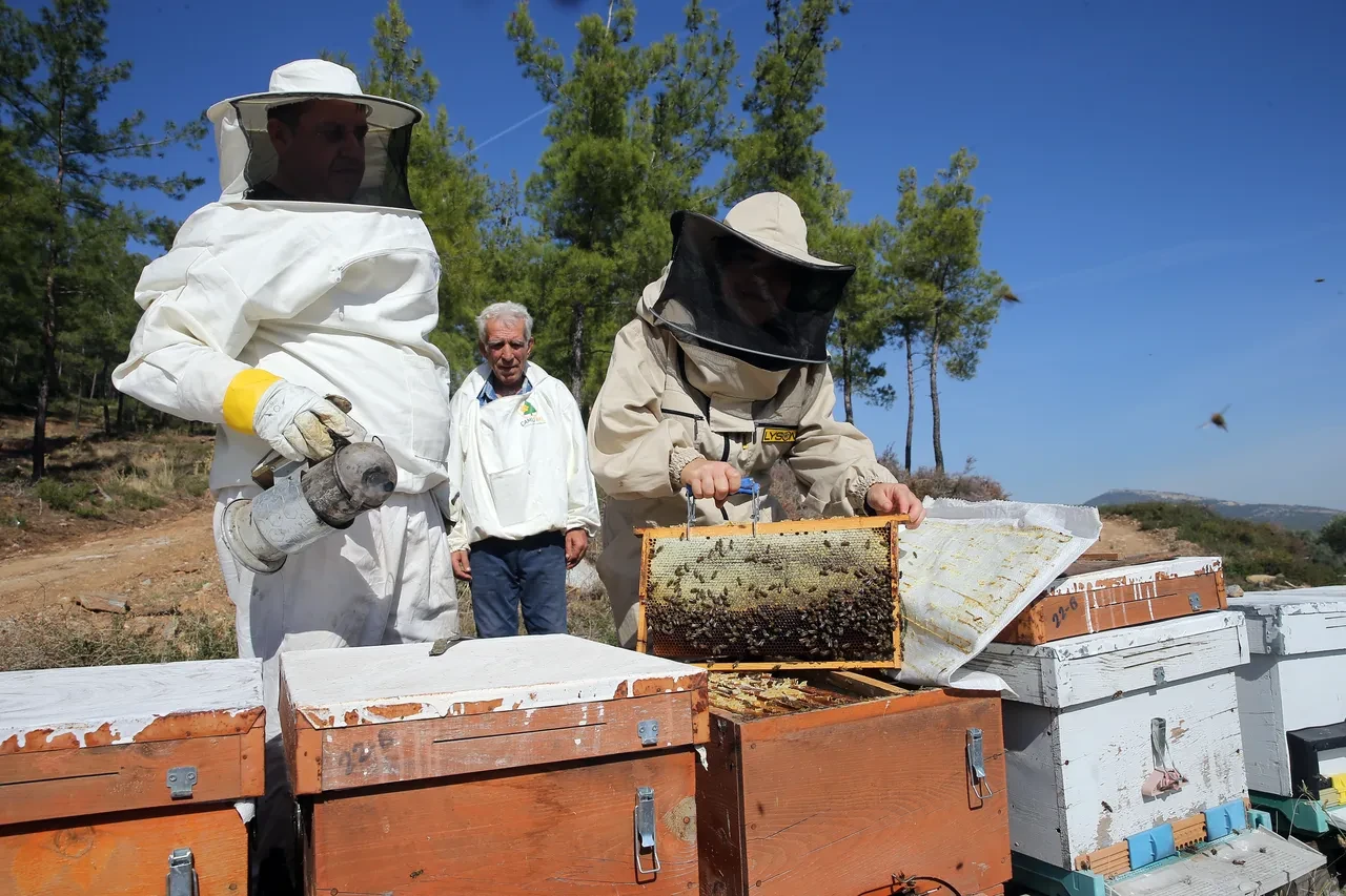 Yangınlar üretimi düşürmüştü! Çam balı rekoltesi o ilde yüz güldürdü