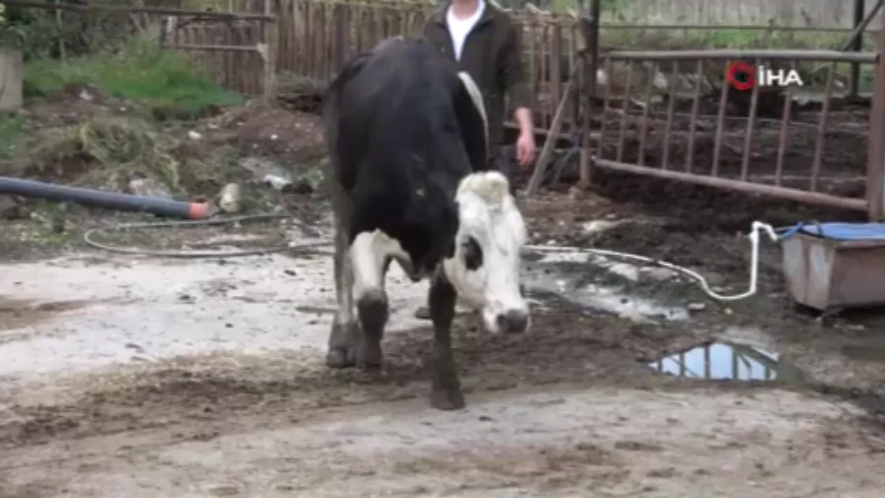 Büyükbaş hayvanlar telef oldu! 8 hayvan şaptan dolayı öldü