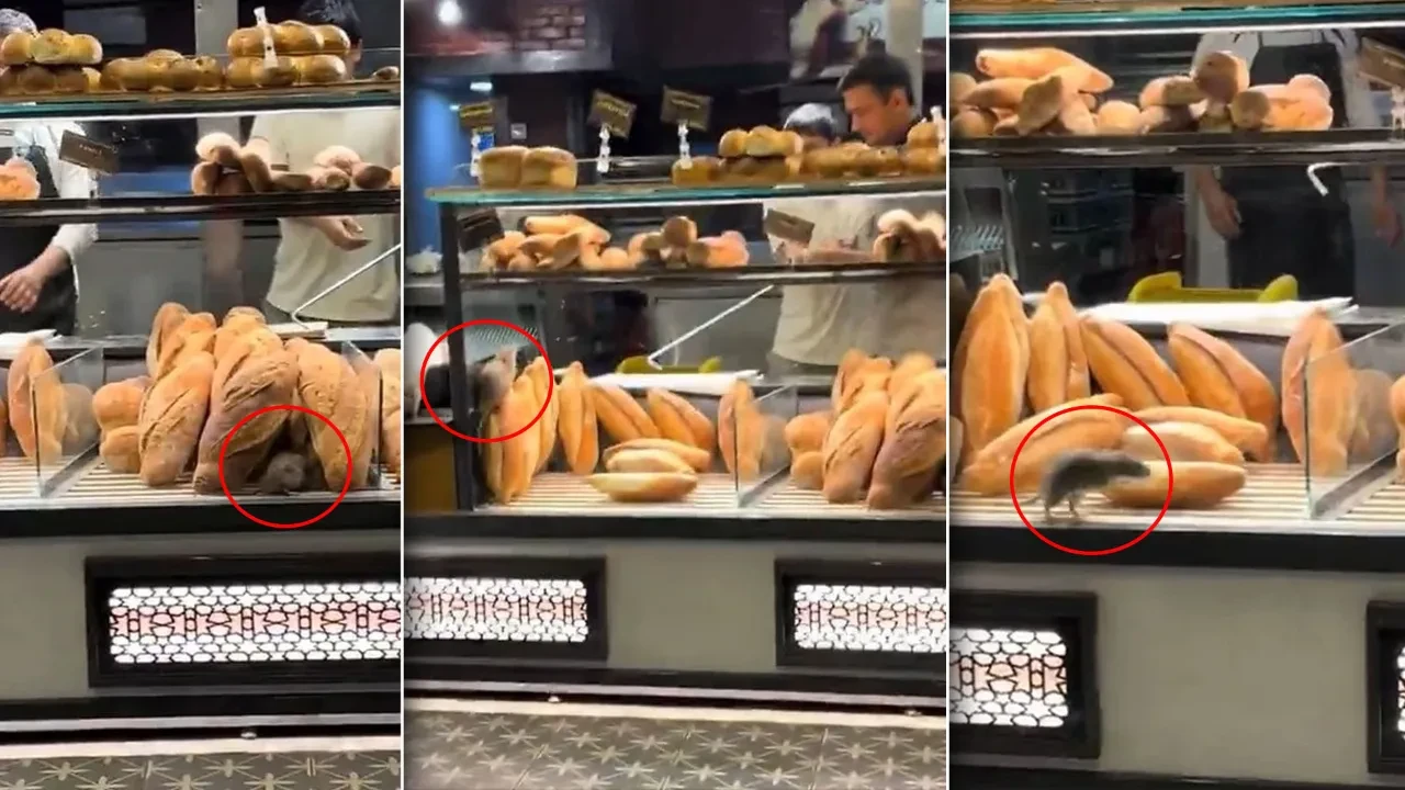 Fırında ekmeklerin arasında gezen fare videosu için para teklif ettiler