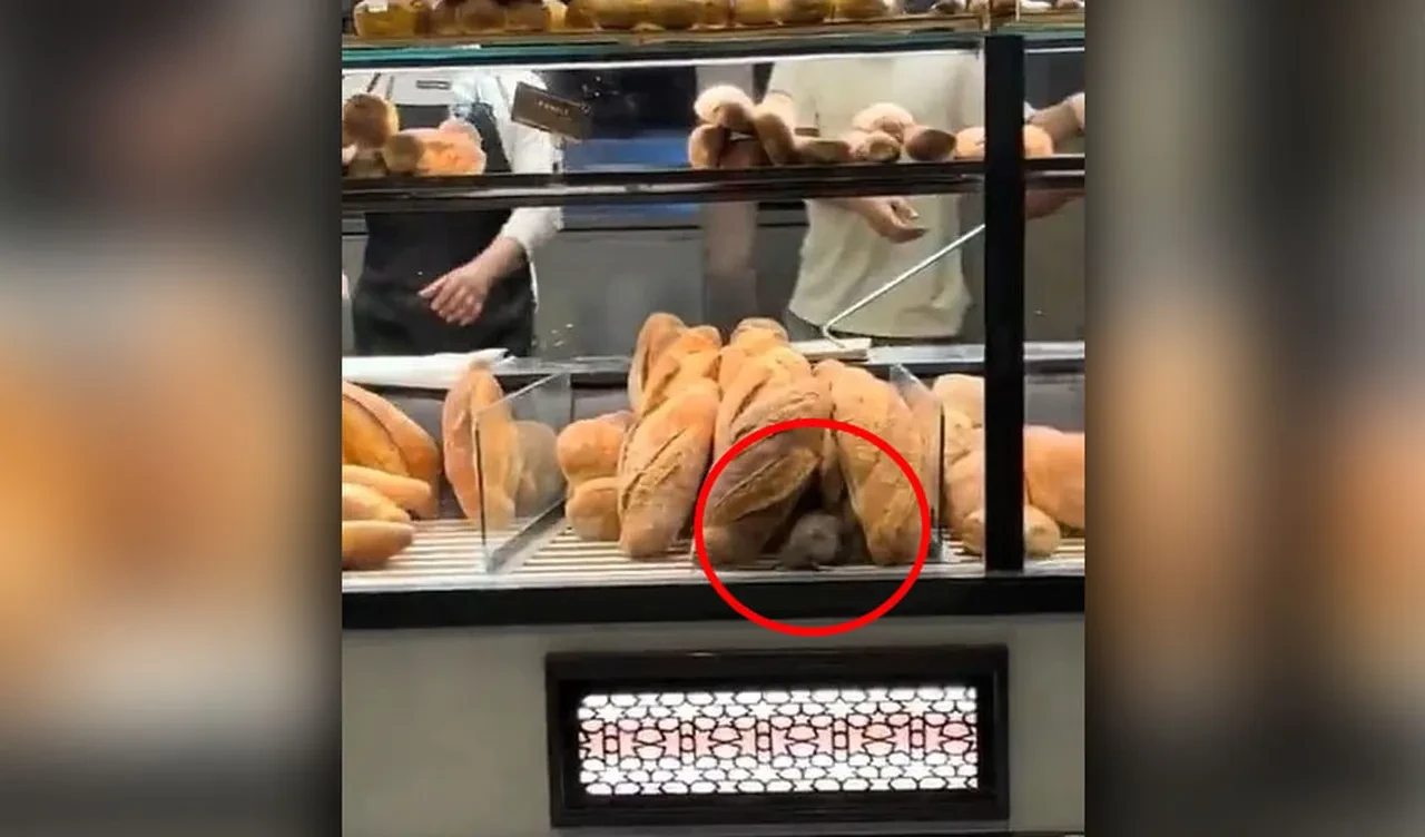 Fırında ekmeklerin arasında gezen fare videosu için para teklif ettiler