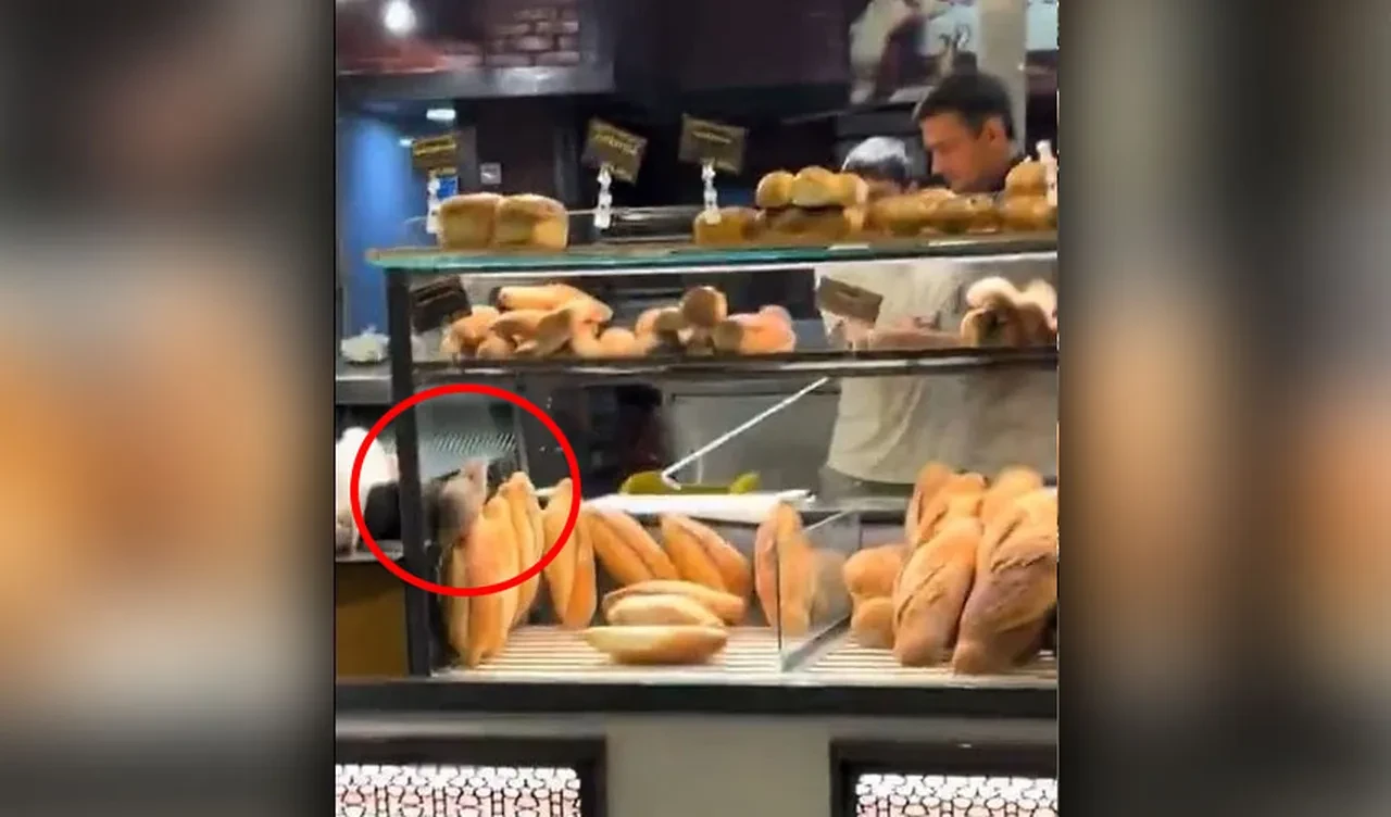 Fırında ekmeklerin arasında gezen fare videosu için para teklif ettiler