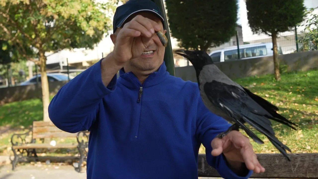Herkes kinci olarak biliyor ama o en iyi dost oldu! Otobüs şoförü ile karganın sıra dışı dostluğu: Her yere birlikte gidiyorlar