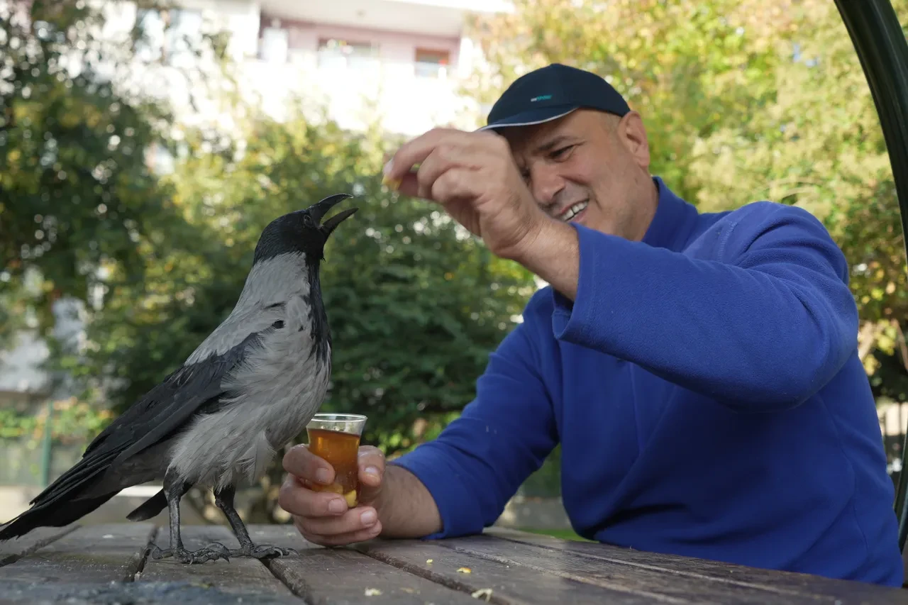 Herkes kinci olarak biliyor ama o en iyi dost oldu! Otobüs şoförü ile karganın sıra dışı dostluğu: Her yere birlikte gidiyorlar