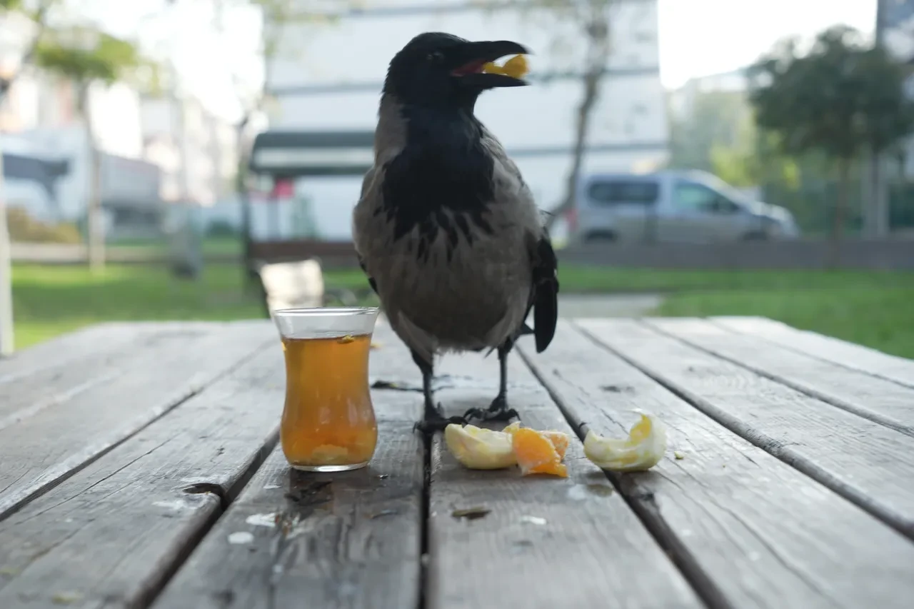 Herkes kinci olarak biliyor ama o en iyi dost oldu! Otobüs şoförü ile karganın sıra dışı dostluğu: Her yere birlikte gidiyorlar