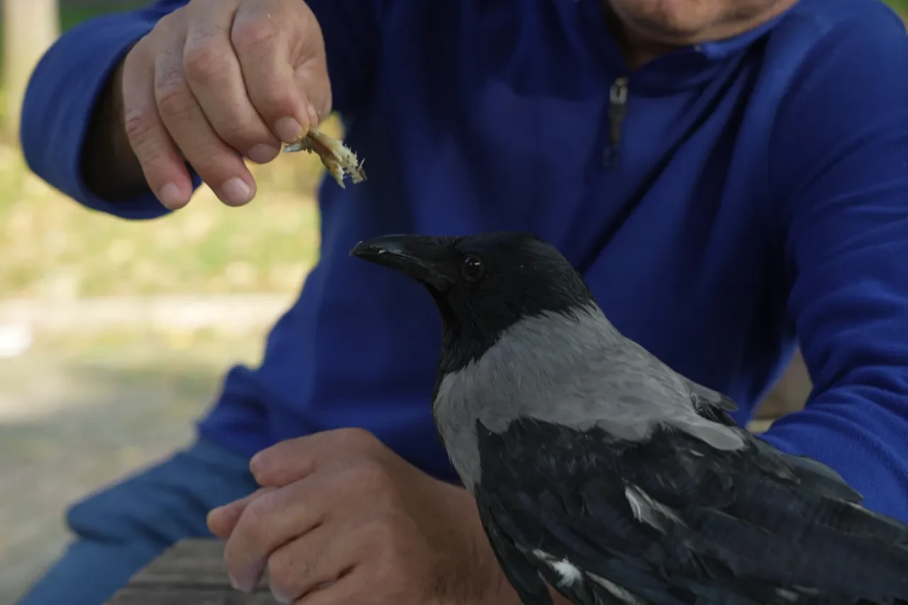 Herkes kinci olarak biliyor ama o en iyi dost oldu! Otobüs şoförü ile karganın sıra dışı dostluğu: Her yere birlikte gidiyorlar