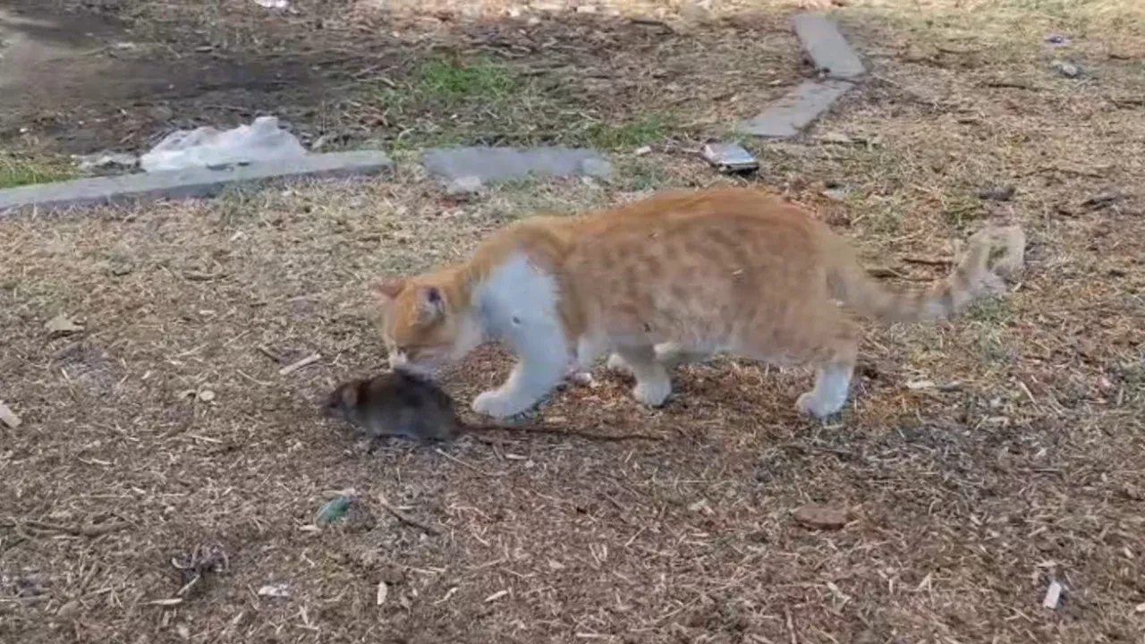 Şaşkın kedi, fareyi avlamak yerine bakın ne yaptı!