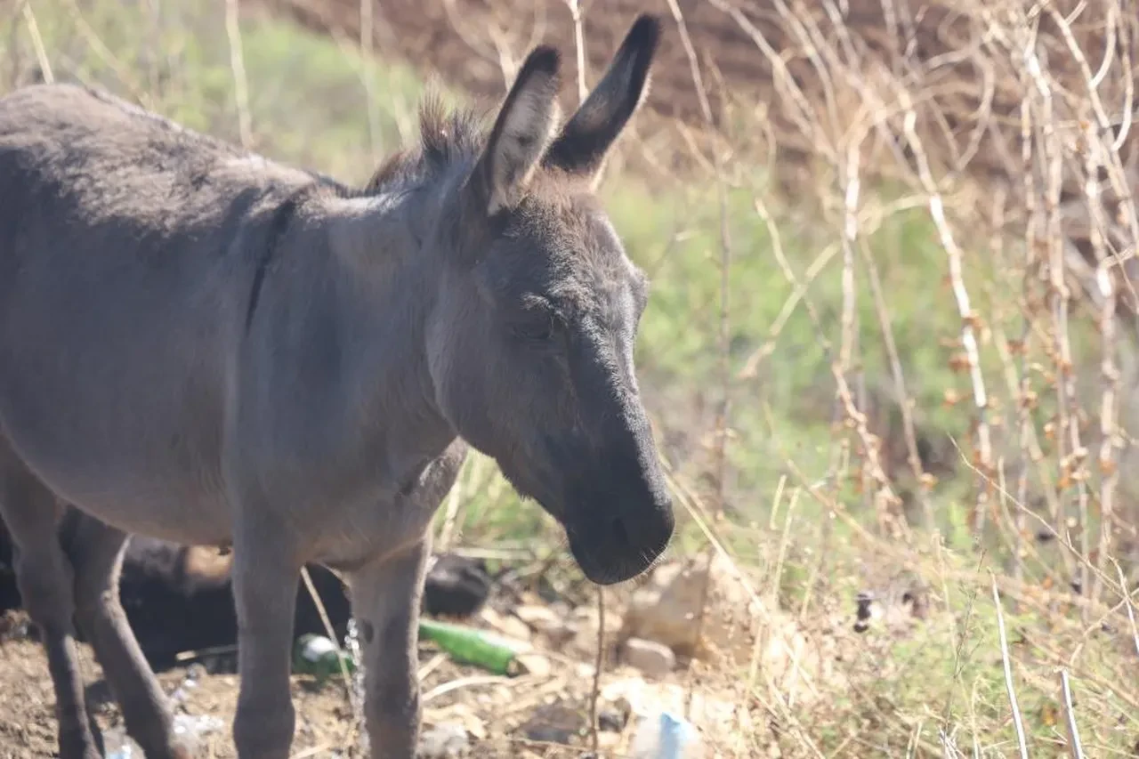 Telef olan eşeğin sıpası, ölü annesinin başında bakın ne yaptı!