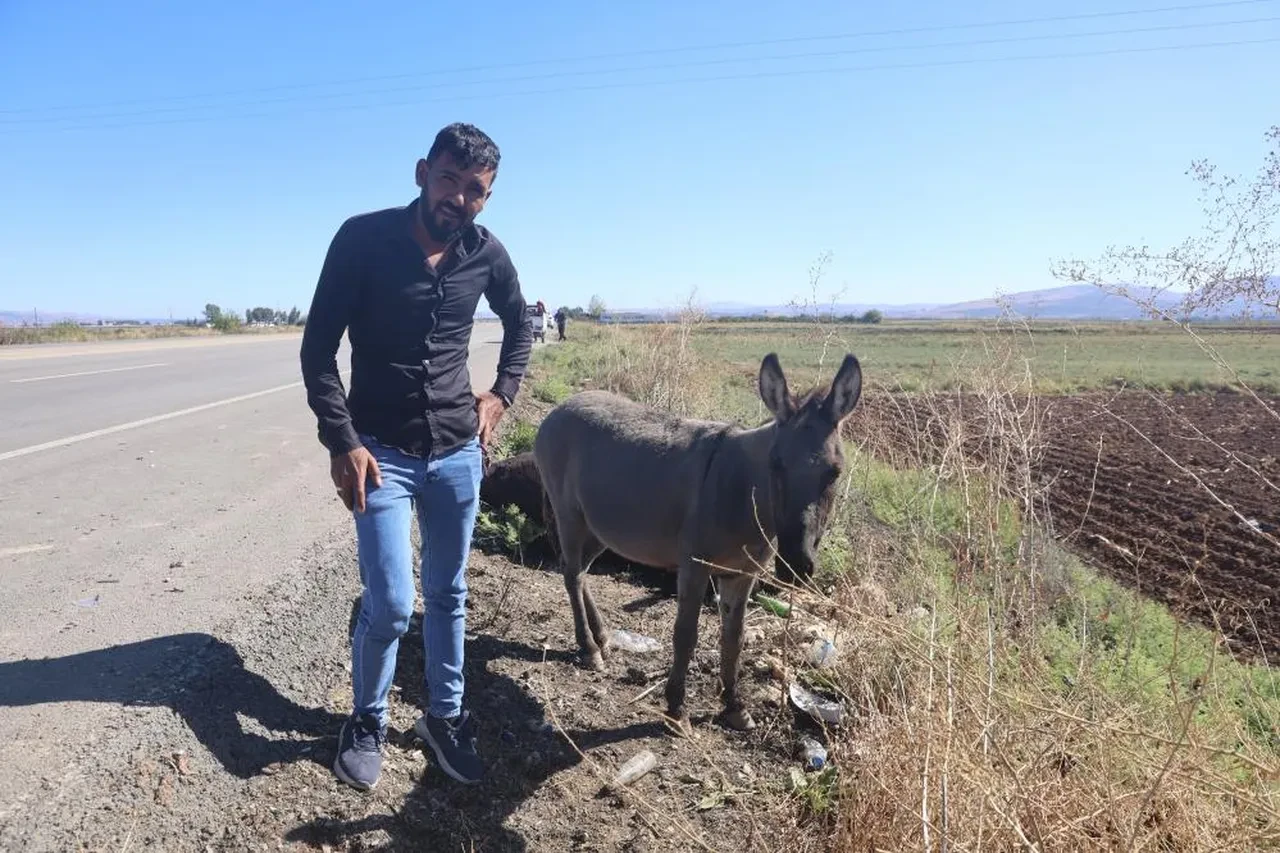 Telef olan eşeğin sıpası, ölü annesinin başında bakın ne yaptı!